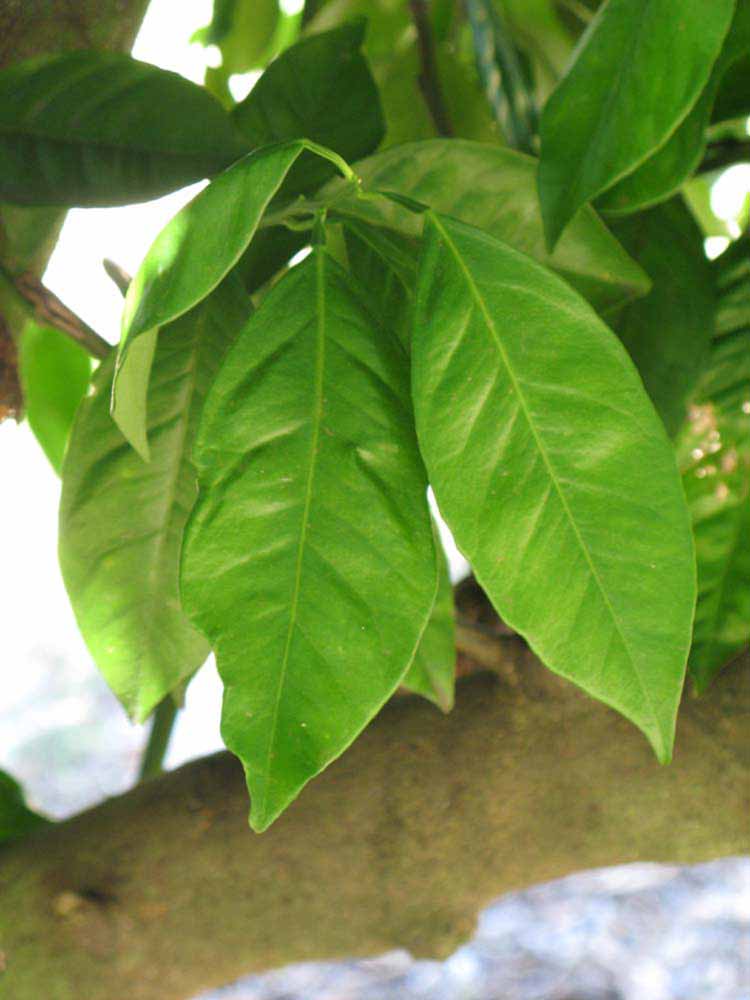              Shade leaves (Winter Haven, FL)       